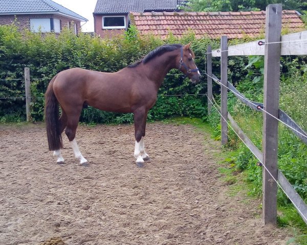 Dressurpferd Pep Guardiola W (Deutsches Reitpony, 2016, von Pinocchio S.w.)