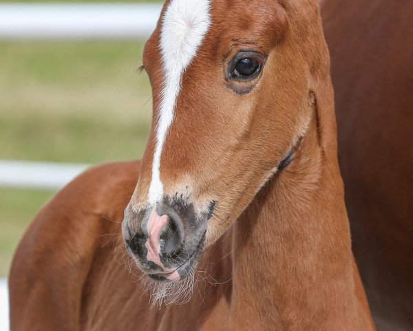 broodmare Top's Diamond (German Sport Horse, 2020, from Birkhof's Topas Fbw)