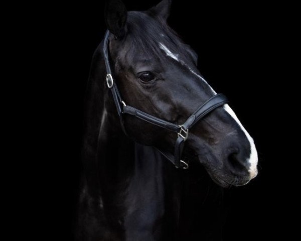 horse Hennessy 85 (Hanoverian, 2004, from His Highness)