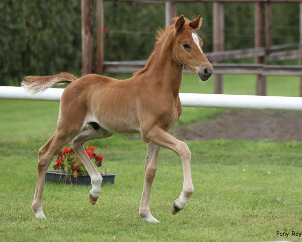 dressage horse Dandy Red (German Riding Pony, 2020, from Dallmayr K)