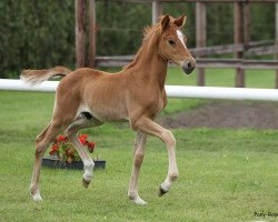 dressage horse Dandy Red (German Riding Pony, 2020, from Dallmayr K)