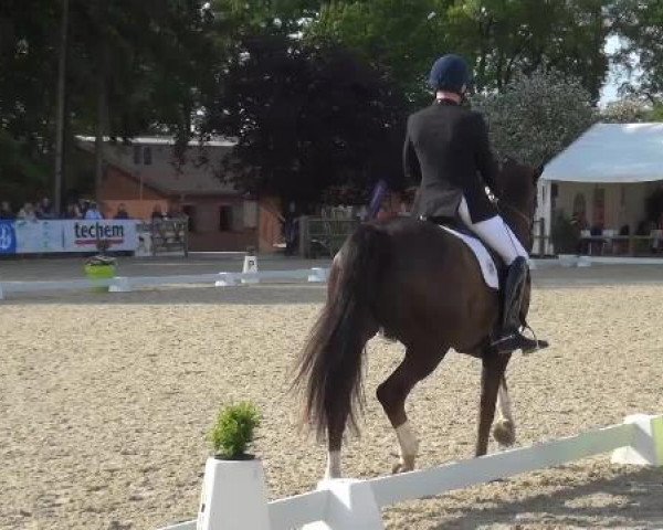 Holtkämper Dressurtage 2015