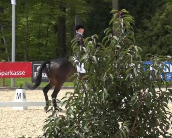 Holtkämper Dressurtage 2015