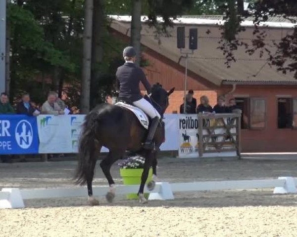 Holtkämper Dressurtage 2015