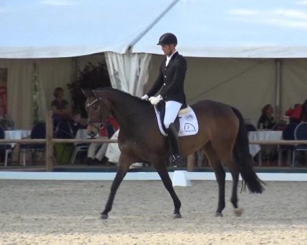 Holtkämper Dressurtage 2015