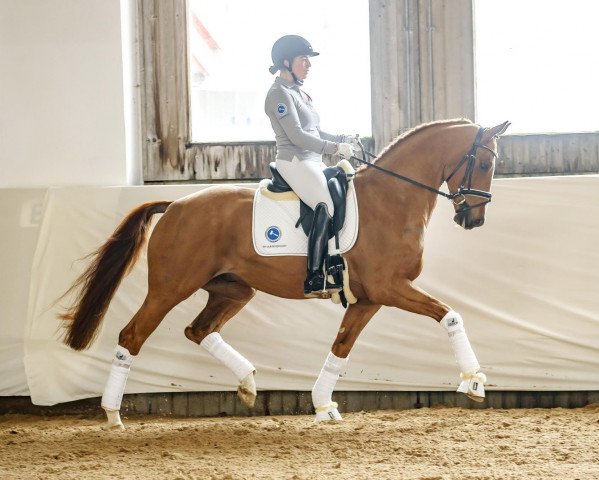 dressage horse Baldassarre (Westphalian, 2014, from Brisbane) dressage horse Baldassarre (Westphalian, 2014, from Brisbane)