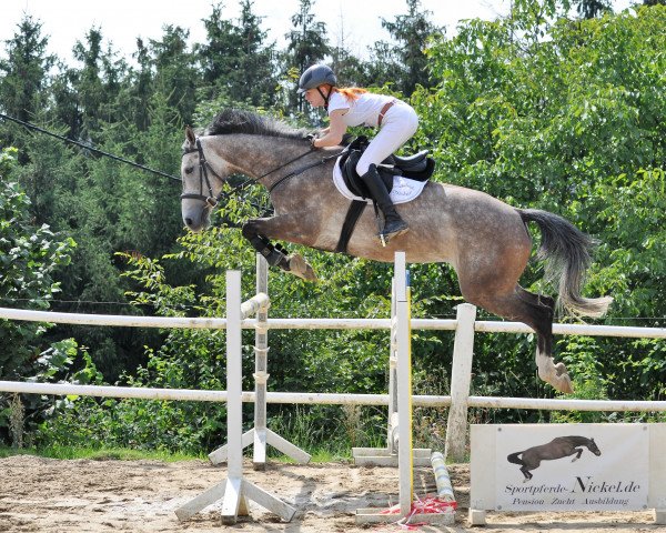 broodmare Chiara N (Oldenburg show jumper, 2015, from Colman)