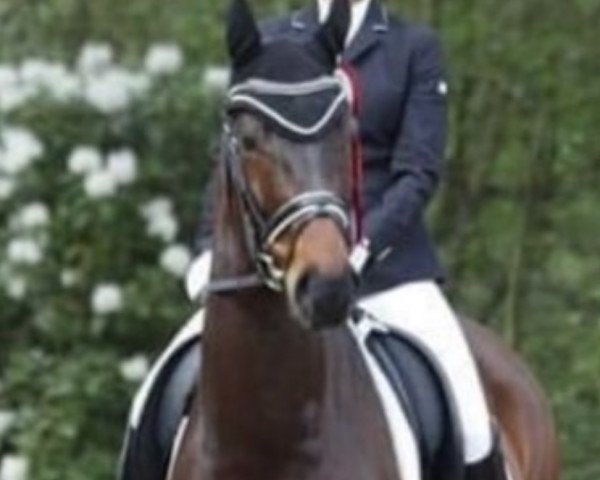 dressage horse Depeche Mode 13 (Hanoverian, 2014, from De Niro)