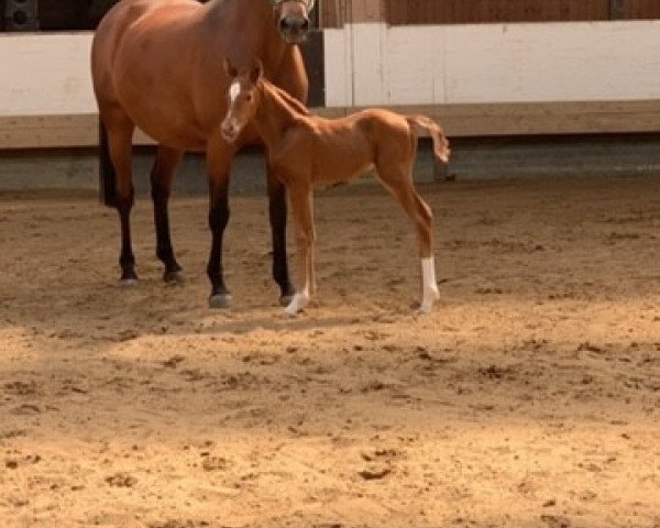 horse D`Olympea von Preussen (Hanoverian, 2020, from D'Olympus)