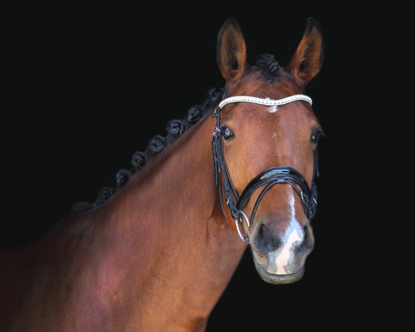 dressage horse Fidelity One (Westphalian, 2015, from Franziskus FRH)