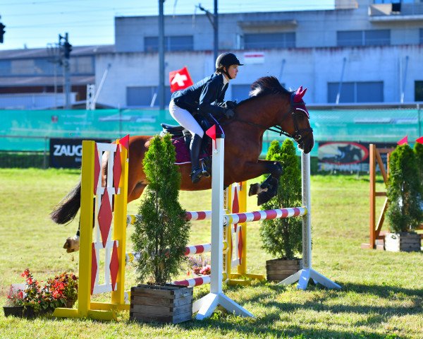 Springpferd Nara V CH (Freiberger, 2007, von Nestor III CH)