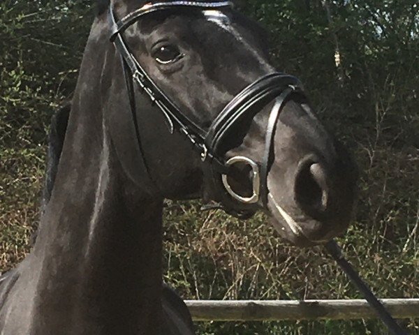 Pferd Dynell (Westfale, 2012, von Destano)