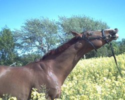dressage horse Willusch (Mecklenburg, 1998, from Welt Hit I O)