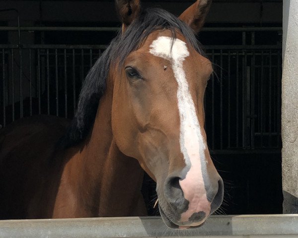dressage horse Lissy La Bonne (Rhinelander, 2016, from Lissaro)