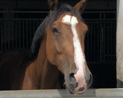 dressage horse Lissy La Bonne (Rhinelander, 2016, from Lissaro)