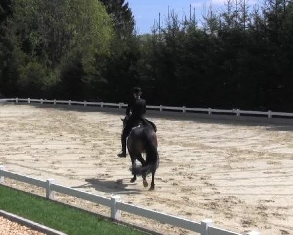 Dressur- und Springturnier Halver 2015