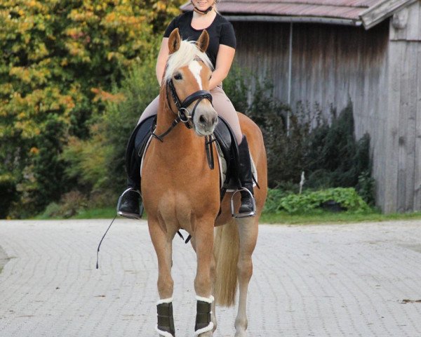 broodmare La Bonita (Haflinger, 2016, from Akarino D)