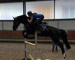 broodmare Desney Rubin (Westphalian, 2012, from Desiderius L)