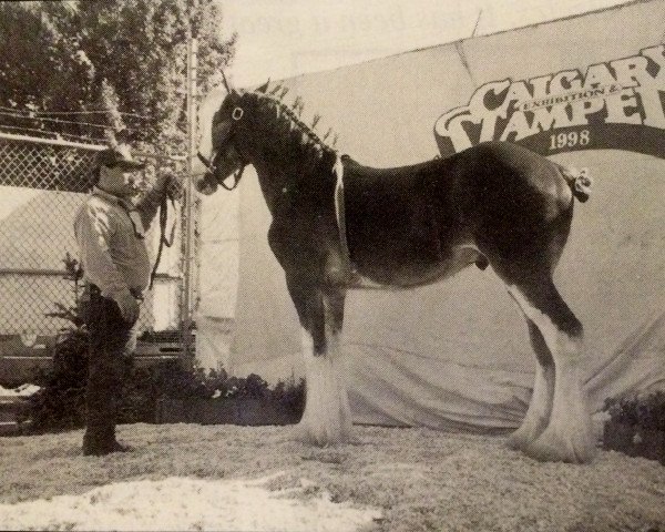 Horse Riverside Mac (Clydesdale, 1997, from Willoway Evergreen Scotty)