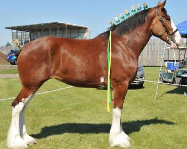 broodmare Riverside Lady Selena (Clydesdale, 2012, from Riverside Sir Crown Royal)