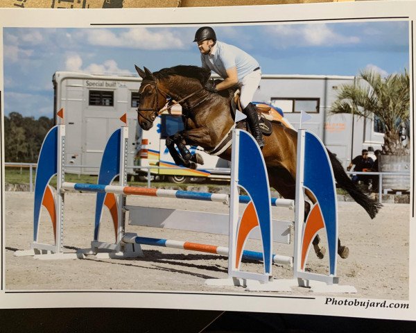 jumper Caluoso (anglo european sporthorse, 2012, from Cato)