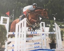 jumper Nemo 409 (Hanoverian, 2013, from Numero Uno)