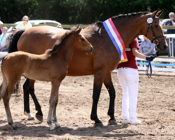 broodmare Uma Lotta N (Holsteiner, 2004, from Cash and Carry) broodmare Uma Lotta N (Holsteiner, 2004, from Cash and Carry)