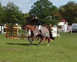 broodmare High Heel 3 (Oldenburg, 2006, from Hornet Rose)