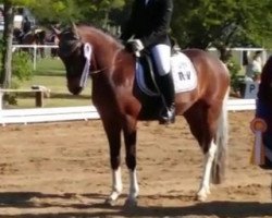 dressage horse Milky Way 83 (Pony without race description, 2005)