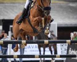 Springpferd Chaccota de Rosere (Schweizer Warmblut, 2010, von Chacco-Blue)