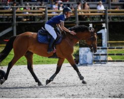 jumper A Touch of Love CH (Swiss Warmblood, 2014, from Dior Flying CH)
