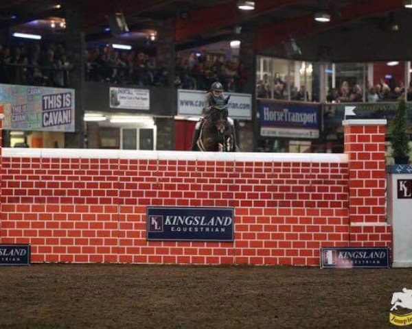 jumper Mr Valley Clover (Irish Sport Horse, 2008, from Clover Valley)