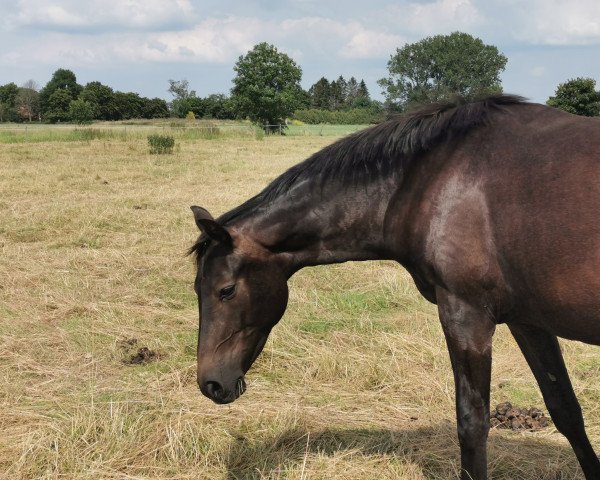 broodmare Sieglinde (Oldenburg, 2018, from Scolari)