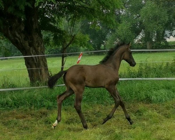 horse Castiel SL (Oldenburg, 2020, from Cadeau Noir)