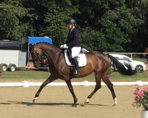 horse Daily Pleasure 34 (Hanoverian, 2014, from Don Index)