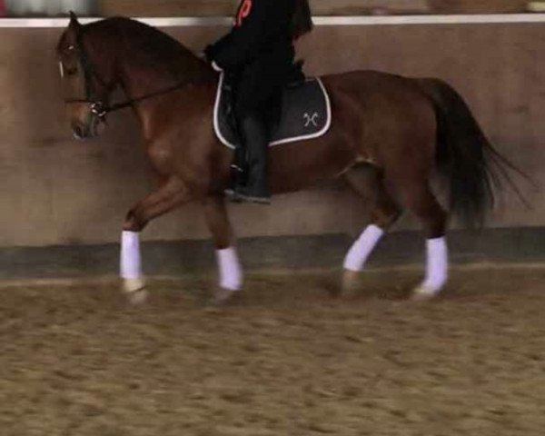 horse nikki (Gelderland, 2008)