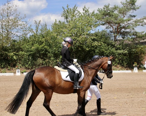 dressage horse Nova Nessina (German Riding Pony, 2009, from Noir de Luxe)