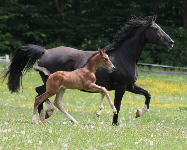 Zuchtstute Djulia (Deutsches Reitpferd, 2008, von D-Online)