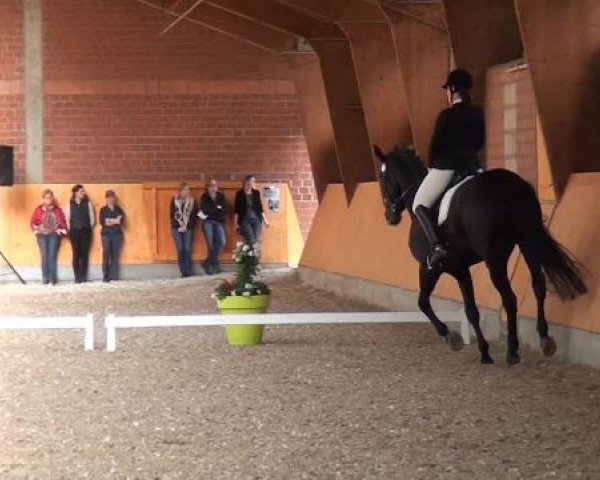 Holtkämper Dressurtage 2015