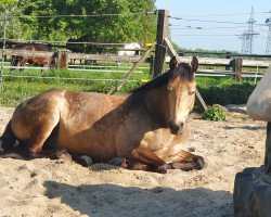 dressage horse Dirty Harry 62 (German Warmblood, 2012)