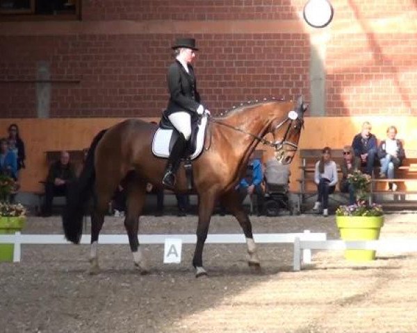 Holtkämper Dressurtage 2015