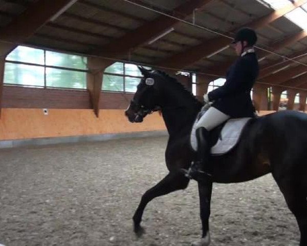 Holtkämper Dressurtage 2015