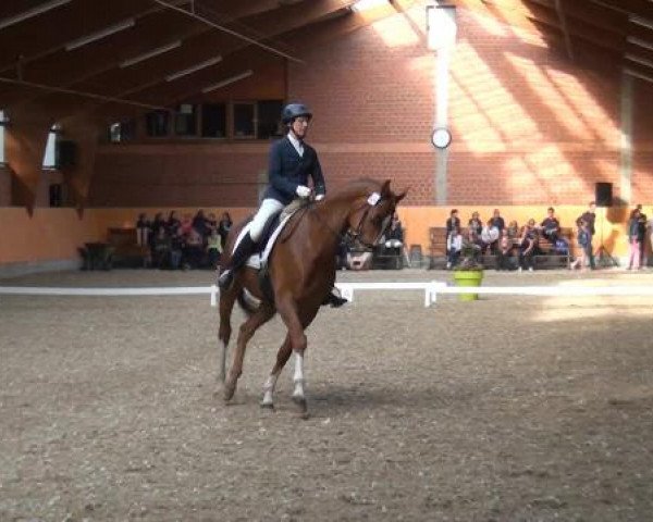 Holtkämper Dressurtage 2015