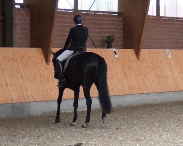 Holtkämper Dressurtage 2015