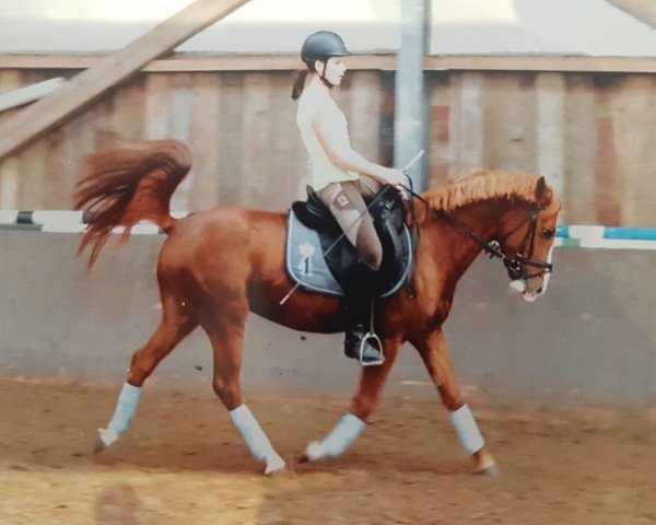 horse Valentino P (German Riding Pony, 2008, from Van Heinrich)