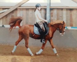 horse Valentino P (German Riding Pony, 2008, from Van Heinrich)