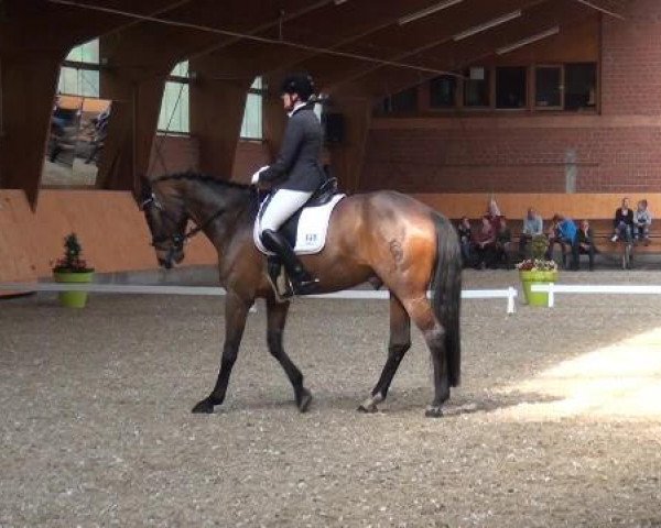 Holtkämper Dressurtage 2015