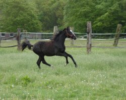 Pferd Dina P (Westfale, 2019, von Daytona)