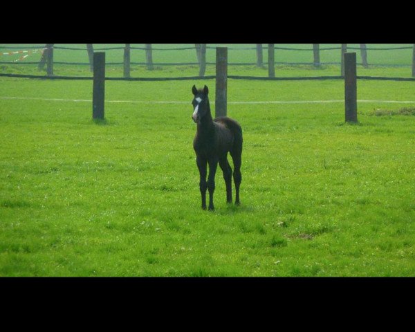 horse Fantastic Touch P (Westphalian, 2012, from Feedback 16)