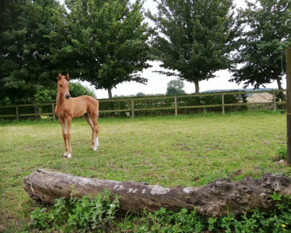horse Cheeky Princess S (Westphalian, 2020, from Contact Me)